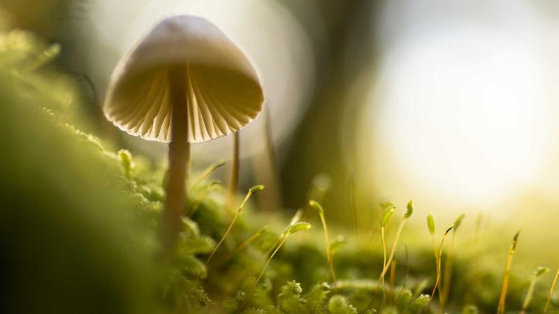 某上市公司财务造假曝光案例